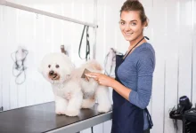 Benefits of Choosing Reliable Mobile Dog Washing in Melbourne