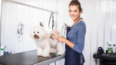 Benefits of Choosing Reliable Mobile Dog Washing in Melbourne