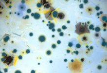 Why Mold Inspections in Los Angeles Are Essential for Homeowners